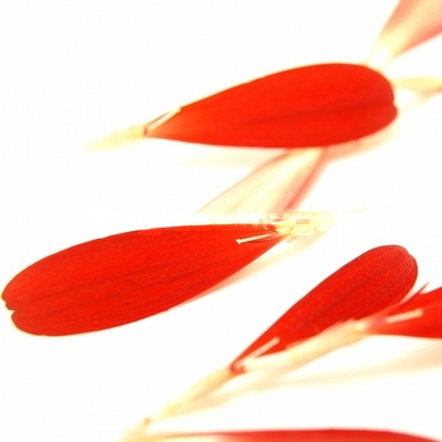 �����٥�