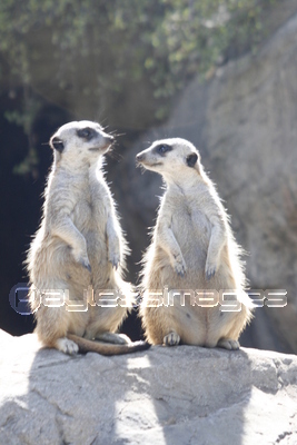 �ߡ�������å�