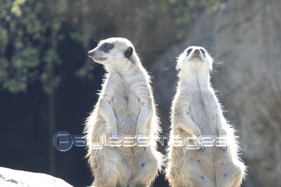 �ߡ�������å�