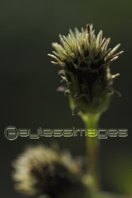 �����Υ�����󥰥�