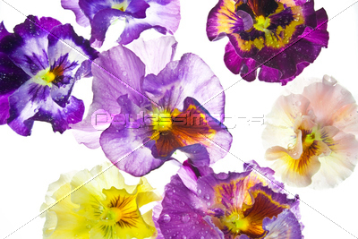 �ѥ󥸡����ࡼ���롼�����