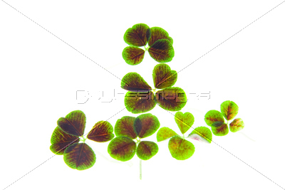 �������С�