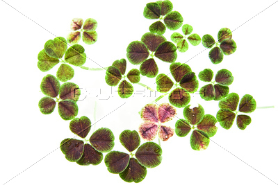 �������С�