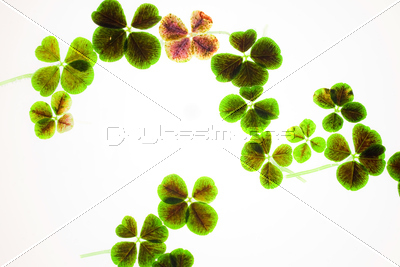 �������С�