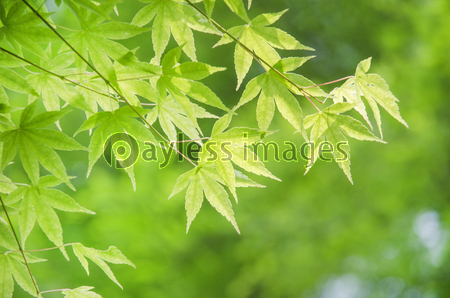 ���ФΥ�ߥ�