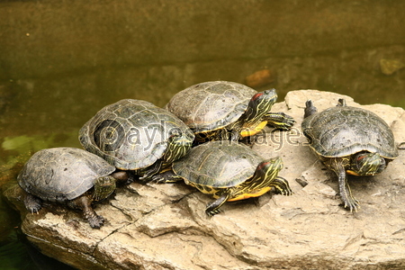 �����ߥߥ���