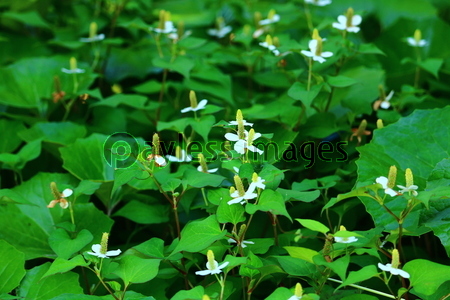 �ɥ�����