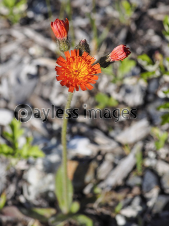 ������󥿥�ݥ�