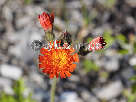 ������󥿥�ݥ�