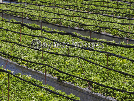 �֤κ餯�蘆�ӱ�