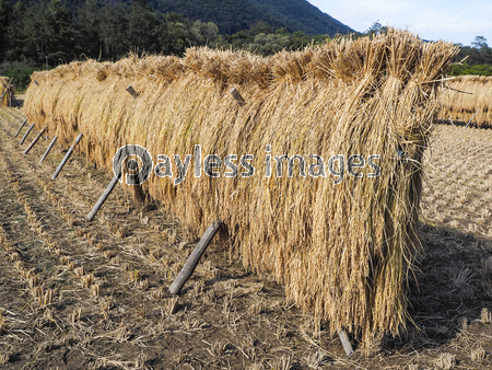 ��ΤϤ��ݤ�