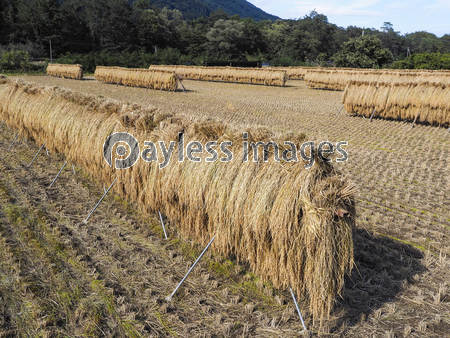 ��ΤϤ��ݤ�