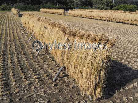 ��ΤϤ��ݤ�