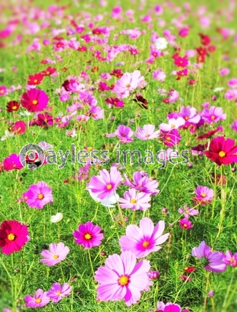 ���β֡������⥹