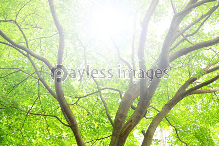 �ո����᡼��