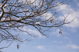 ߤζwinter sky