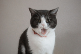 Ӥǭ